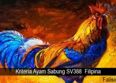 Kriteria Ayam Sabung SV388 Filipina